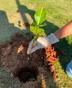 Muda recém-plantada na cova
